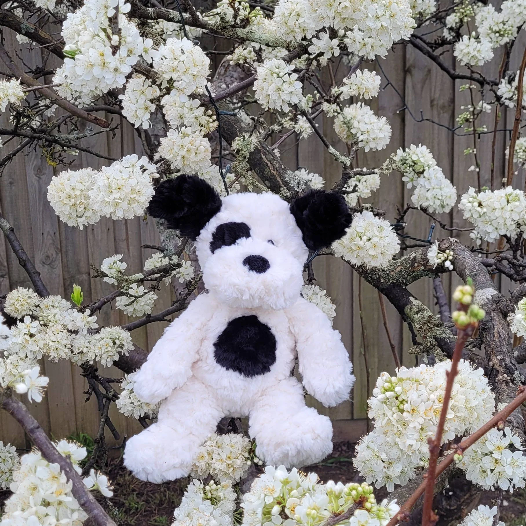 Plush Dog | Harry - Image 3